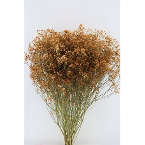 Dried Gyps Brown Extra Bunch