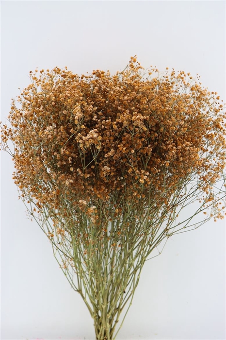 <h4>Dried Gyps Brown Extra Bunch</h4>