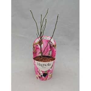 Magnolia 'Susan' 17 cm in potcover