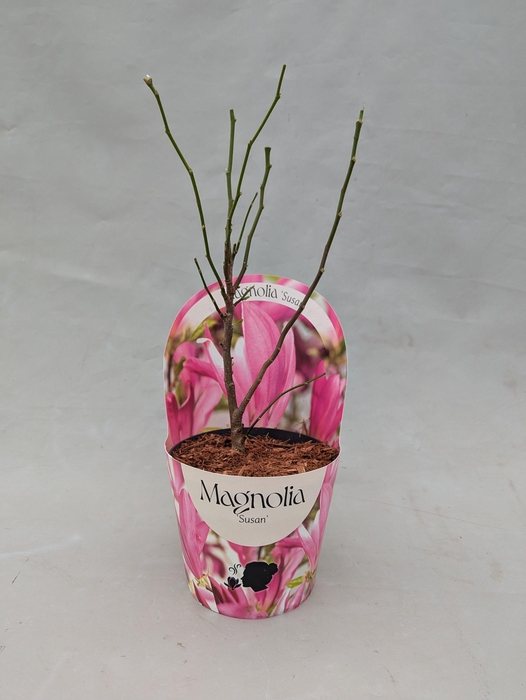 <h4>Magnolia 'Susan' 17 cm in potcover</h4>