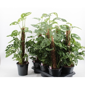 MONSTERA MONKEY LEAF