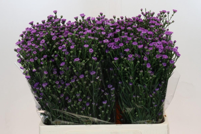 Aster Baby Pink