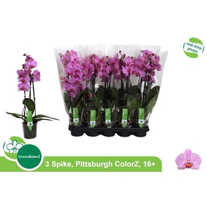 PHAL AN PITTSBURGH