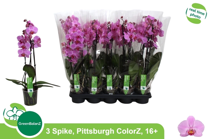 <h4>PHAL AN PITTSBURGH</h4>