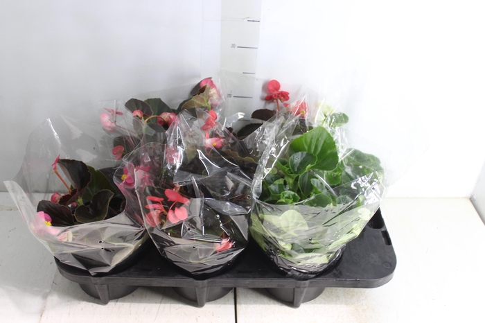 <h4>BEGONIA VIKING P15 VARIADO</h4>