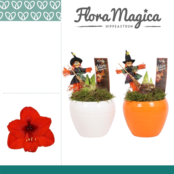 <h4>Amaryllis Rood 2 Knop in Melanie HALLOWEEN</h4>