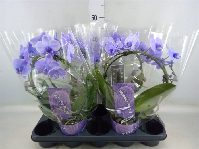 <h4>Phalaenopsis   ...</h4>