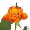 Rosa large mariyo!