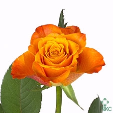 Rosa large mariyo!