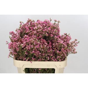 Chamelaucium Sarah's Delight