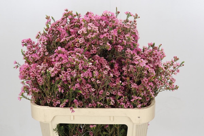 <h4>Chamelaucium Sarah's Delight</h4>