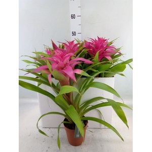 Guzmania  'Deseo Pink'