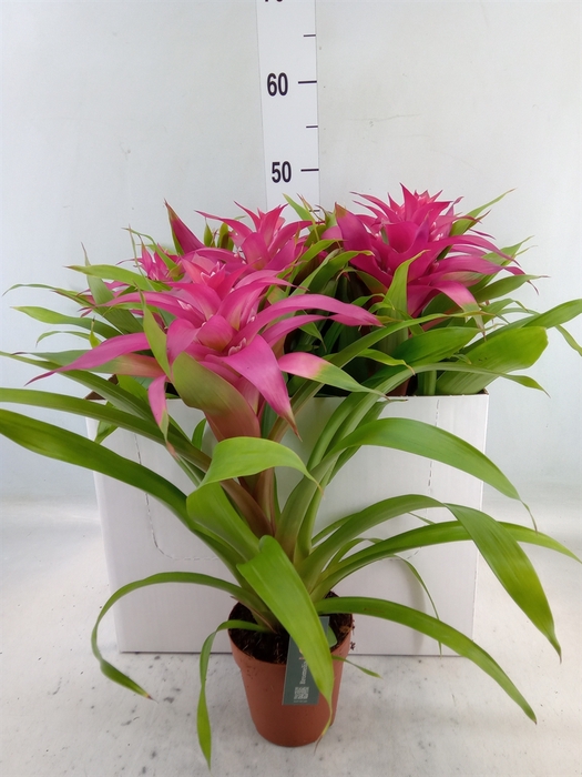 <h4>Guzmania  'Deseo Pink'</h4>