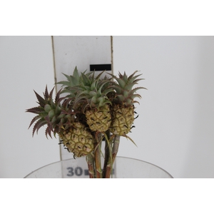 ANANAS LUCIDUS