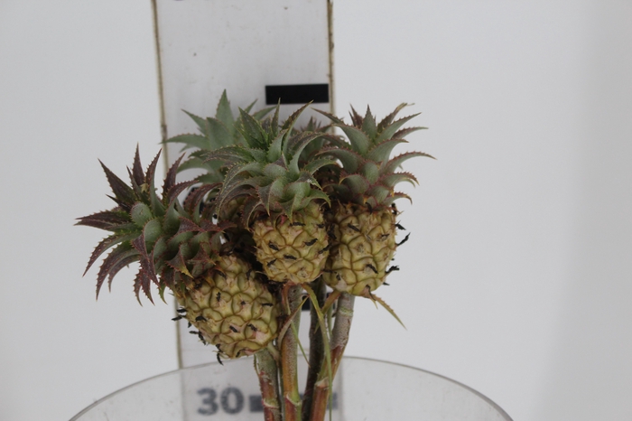 <h4>ANANAS LUCIDUS</h4>