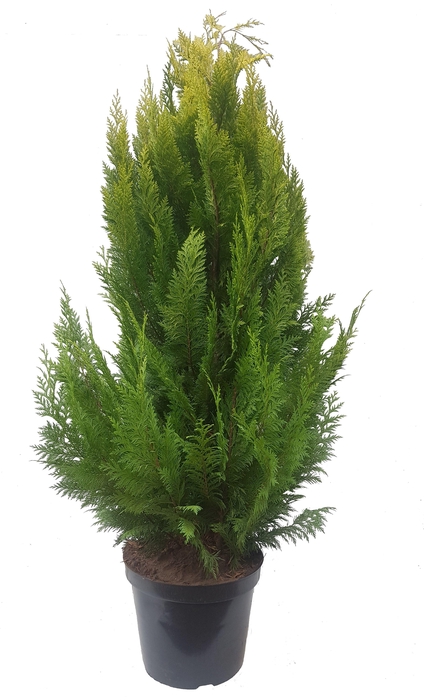 <h4>Chamaecyparis law. Ivonne, plantmaat 120-140 cm - Rondgestoken -</h4>