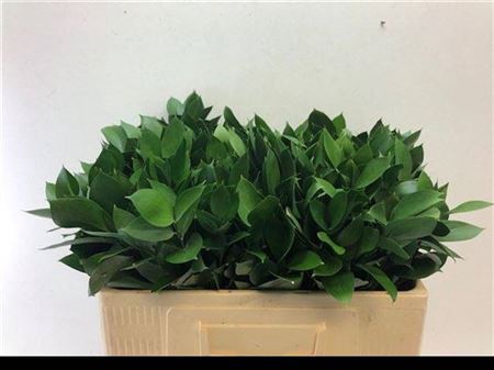 <h4>Ruscus Hypophyllum</h4>