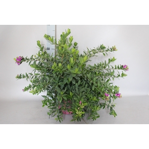 Polygala Paars Struik