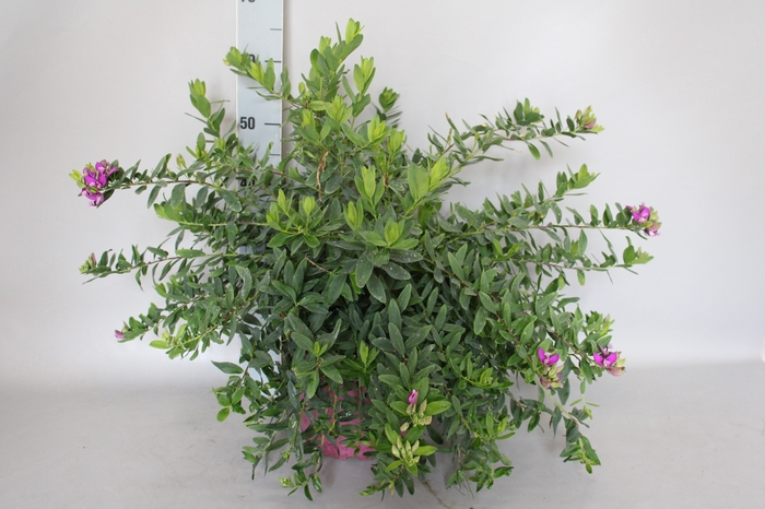 Polygala Paars Struik