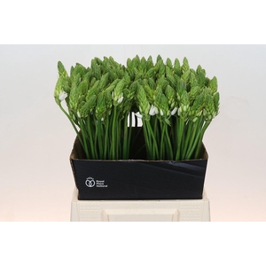 Ornithogalum Mount Fuji