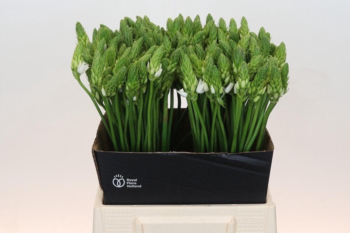 <h4>Ornithogalum Mount Fuji</h4>