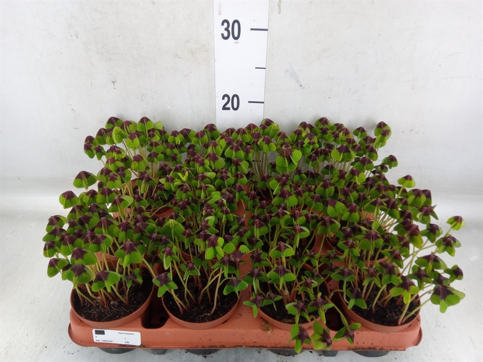 <h4>Oxalis deppei</h4>