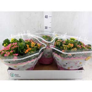 Kalanchoe blos.   ..mix in pot