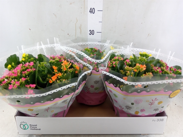 <h4>Kalanchoe blos.   ..mix in pot</h4>