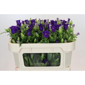 Campanula Medium Champion Blue