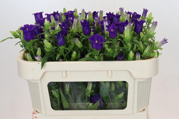 <h4>Campanula Medium Champion Blue</h4>