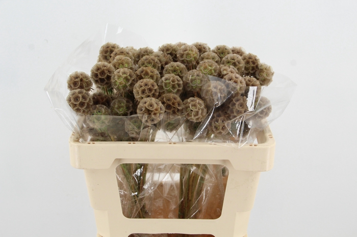 <h4>SCABIOSA STALLATA</h4>