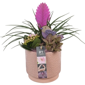 PTIB6335 Arrangementen kamerplanten