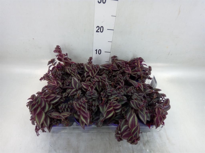 <h4>Tradescantia   ...</h4>