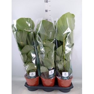 Calathea orbifolia