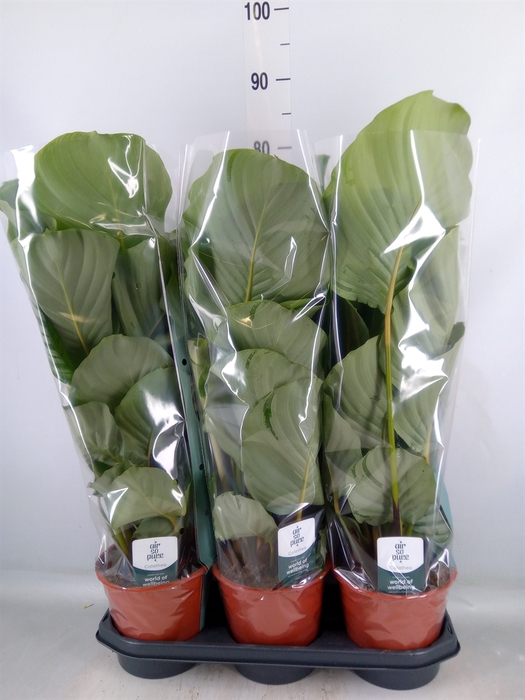 <h4>Calathea orbifolia</h4>