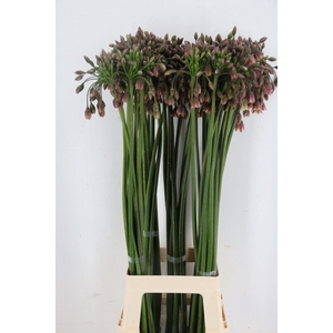NECT SICULUM BULGAR