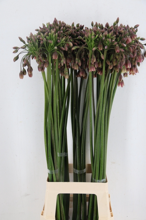 <h4>NECT SICULUM BULGAR</h4>