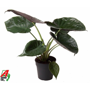 Alocasia Wentii (NO GAP)