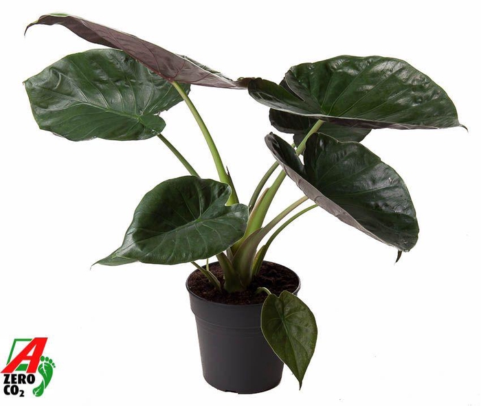 <h4>Alocasia Wentii (NO GAP)</h4>