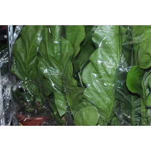 ANTHURIUM PLOWMANII P30