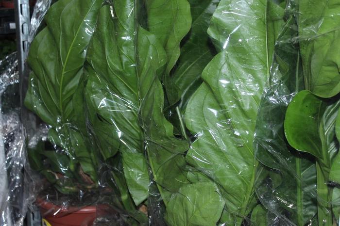 <h4>ANTHURIUM PLOWMANII P30</h4>