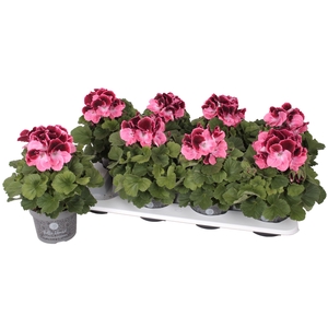 Pelg. Bella Donna Roze-Rood 12cm