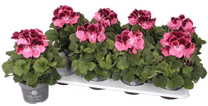 <h4>Pelg. Bella Donna Roze-Rood 12cm</h4>