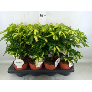 Schefflera arbor. 'Gerda'