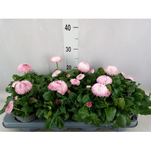 Bellis perennis 'Roggli Rose'