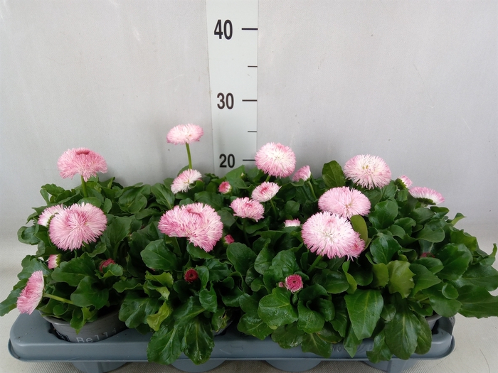 Bellis perennis 'Roggli Rose'