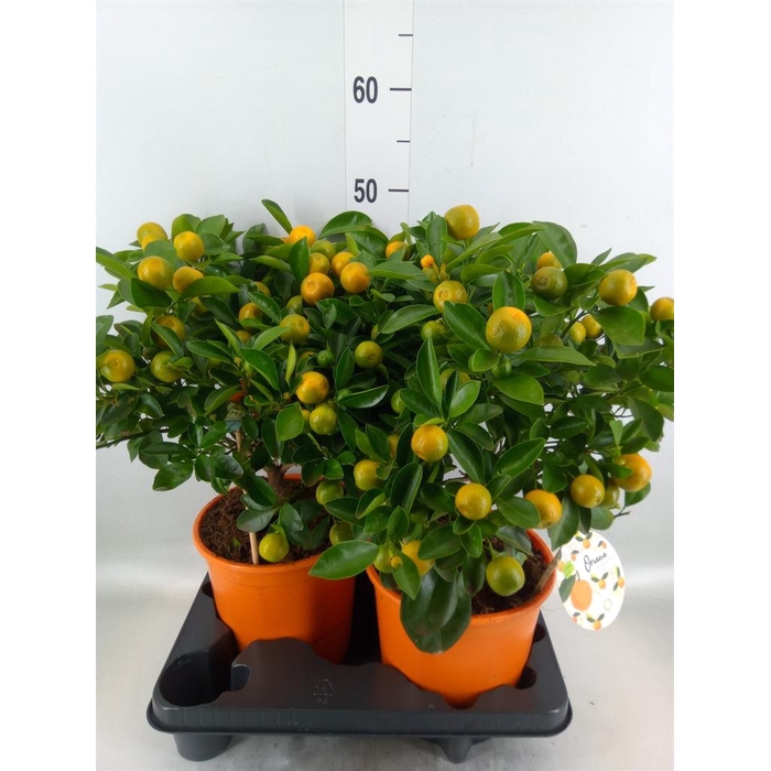 <h4>Citrofortunella mic.</h4>