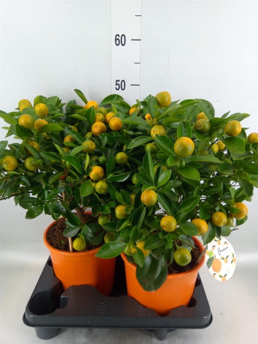 <h4>Citrofortunella mic.</h4>