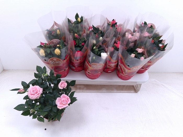 <h4>RO FAV RO GEM 6 SRT</h4>