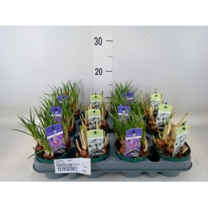 Crocus   ...mix
